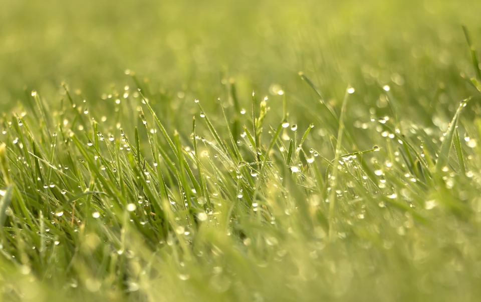 Rosée du Matin | Shutterbug